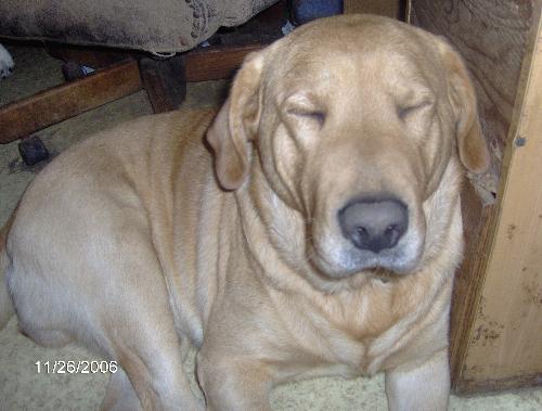 Moose - My dog Moose