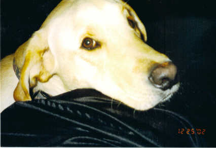 Hunter - this is our lab Hunter