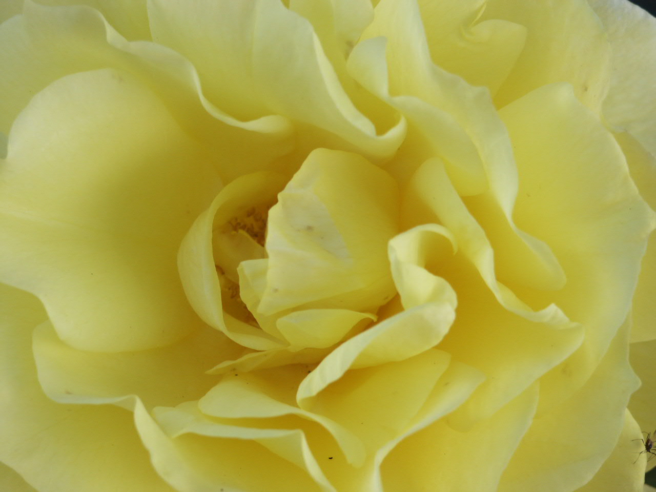 yellow rose - macro of a yellow rose in full bloom