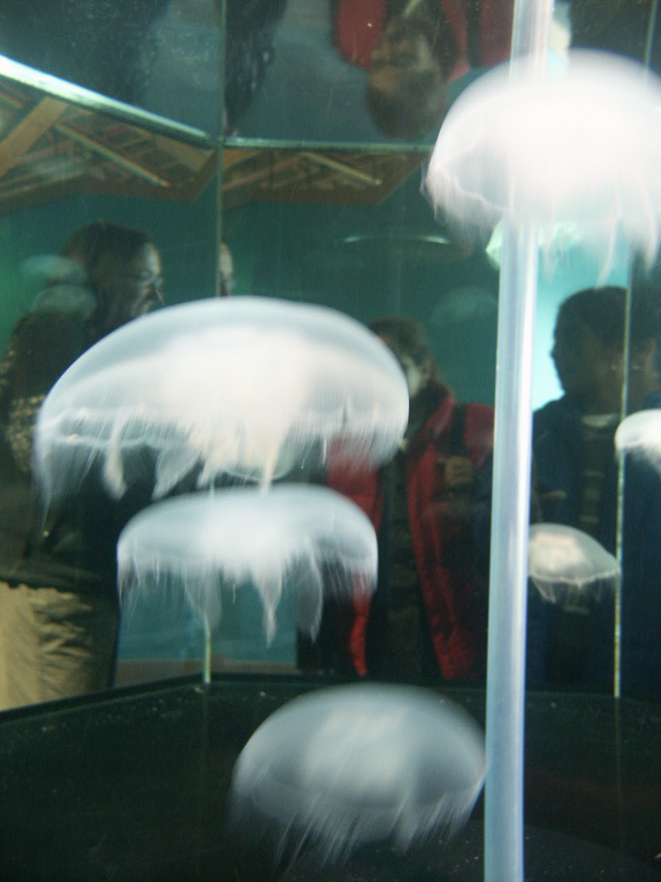 Jellyfish - Massive jellyfish at Seattle Aquarium, the tank taller than a human.