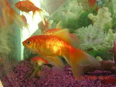gold fish in aquarium - Photographed at Mysore Acquarium