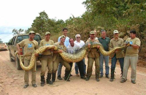 LONGEST SNAKE - LONGEST SNAKE AND BIGGEST SNAKE
