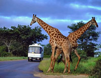 Aquila Game Reserve Wildlife Safari - No visit to South Africa is complete without a safari in a game reserve!   The Aquila Game Reserve covers a 4,500 hectare area of the Southern Karoo Highlands. It is the closest private game reserve to Cape Town which is just a 90 minute drive away.  After an early morning departure this tour heads off to the beautiful Aquila Game Reserve. Once there, you will be taken on a game drive by an experienced Ranger ensuring optimal game viewing in open 4x4 vehicles.  Giraffes, lions, leopards, springboks, zebras, black and blue wildebeest are just some of the wildlife inhabiting the reserve. There are also good opportunities to see crocodiles, and if you are very lucky, the illusive Mountain Leopard can be seen at certain times of the year.  Aquila Game Reserve has a large natural wetland and bird watching opportunities are plentiful. It is home to over 170 species of bird, including the endangered Black Eagles which the reserve is named after.