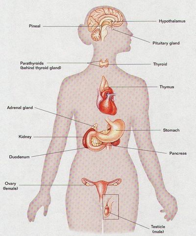 human body - important organs