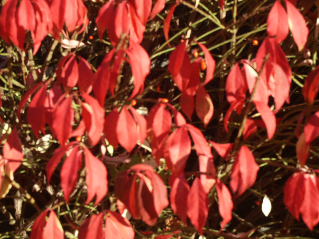Fall Leaves - These brilliant red fall leaves seemed poised to fall gently to the earth, just waiting for a whisper of wind.