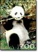 giant pandas-symbol of endangered species - giant pandas