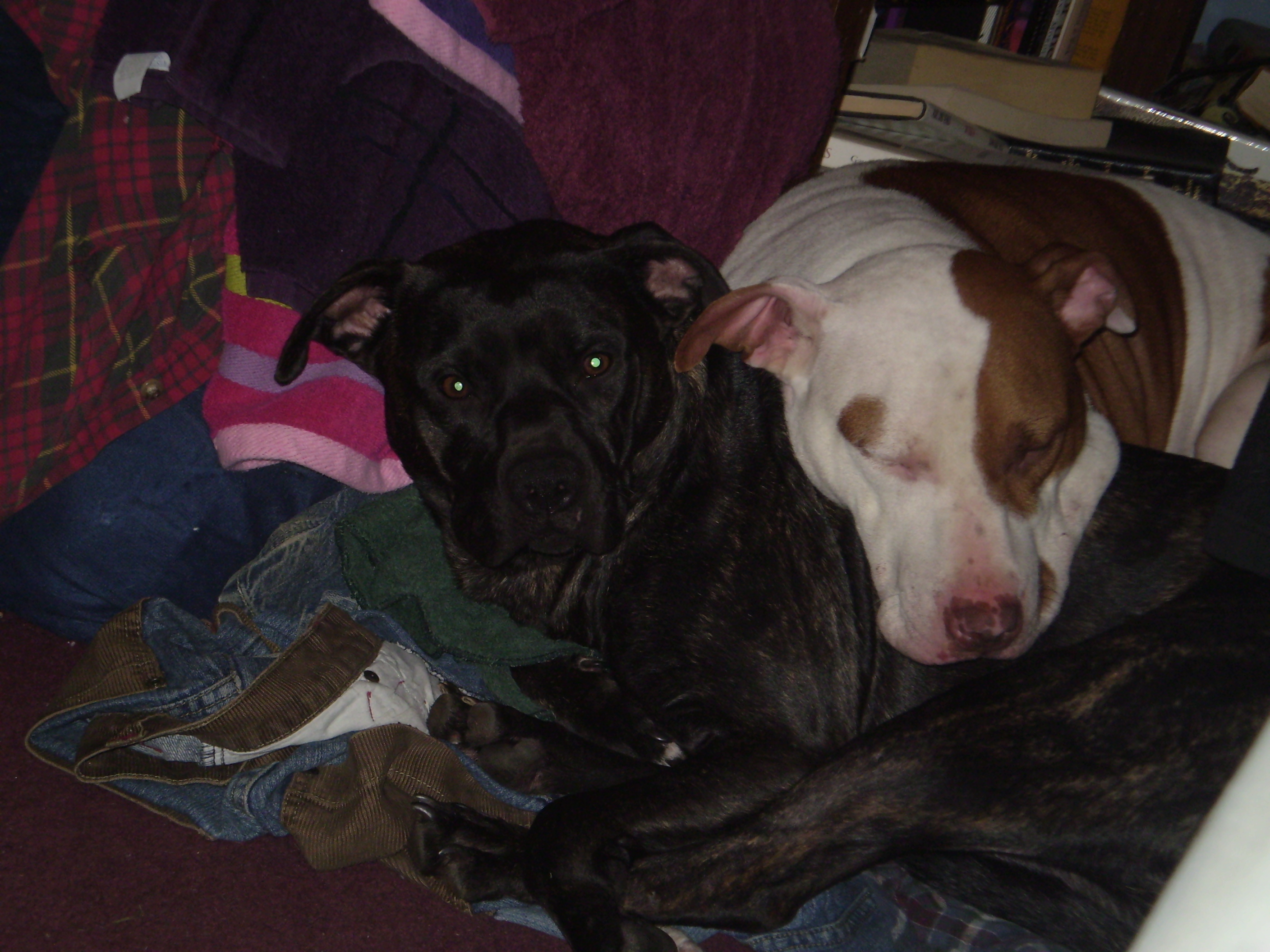 Star & Nali
