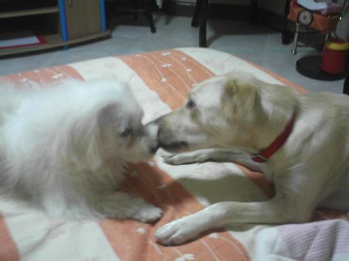 my kids - doggy[R], taxi[L] - these are my pets. the love of my heart [animal-side]. they're kind who cheers me home when i arrive so much tired. we sleep together in bed actually.
