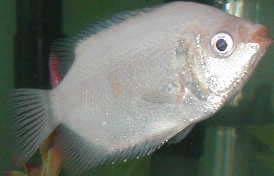 my kisser fish! - this is my chweeeeeet kissing gourami!