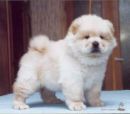 chow chow - just a puppy