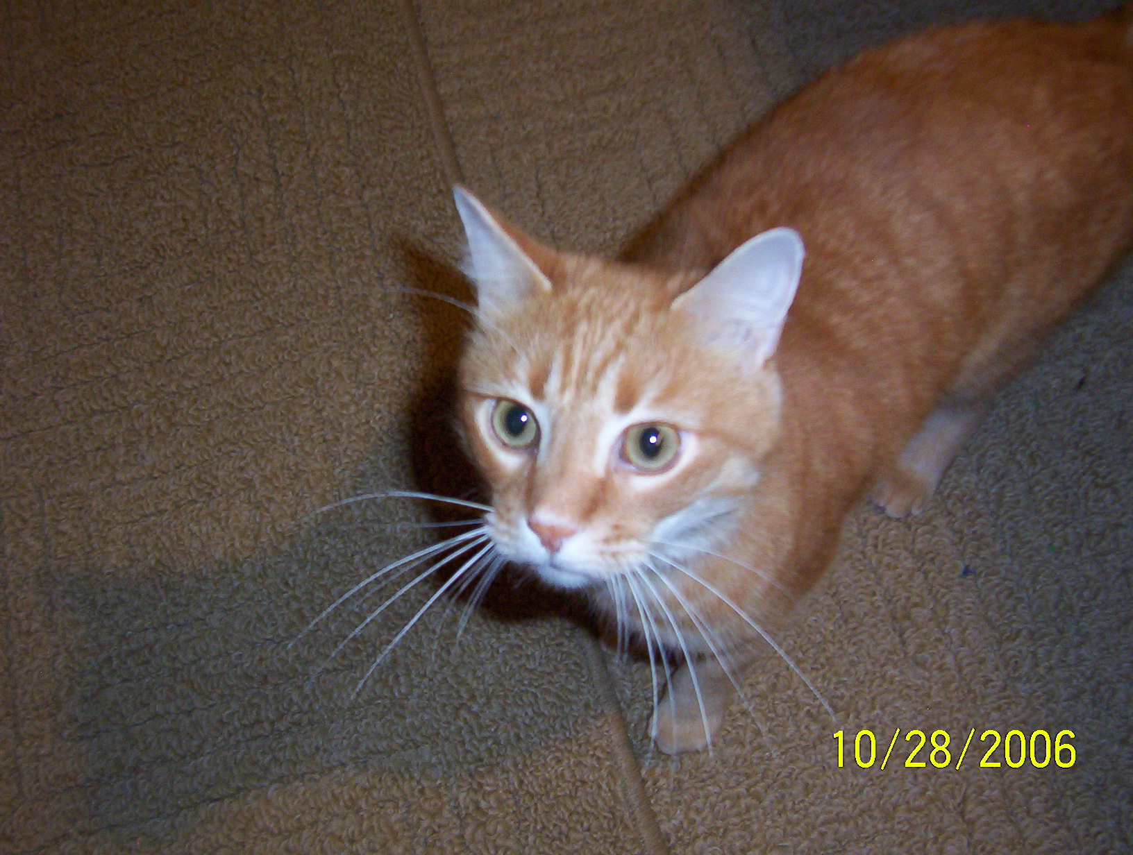 Jack the Cat - My cat used to have a sister named Jill.  Jill ran away 7 months ago. :-(