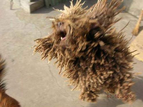 Weird  Brush like looking dog. - Breed is called Rastafarian...if u know...its covered with hair all over.