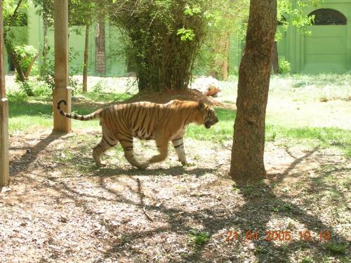 Tiger  - Photographed at Mysore zoo