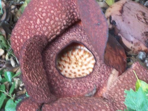 rafflessia arnoldi - a rare flower, which is the biggest flower on earth