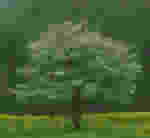tree - nature in all its glory has fine specimens of flora and fauna..trees are soo essential to our very existence..