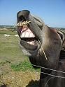Donkey - A donkey braying or eating.