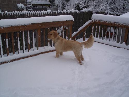 my golden retriever - this was taken last year when we had snow.