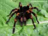 tarantula - there are many kinds of tarantual even a purple one which I hope to get someday..the zebra striped one is a marvel to me. wonder what the purpose is for the stripes