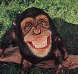Monkey Business - Funky monkey,goofy monkey,evolution