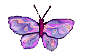beautiful butterfly - I'd love to see a butterfly with these colors. It's absolutely beautiful.