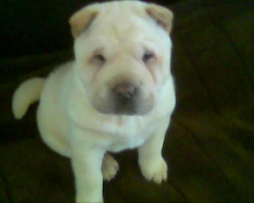 my dog - is a lil shar-pei