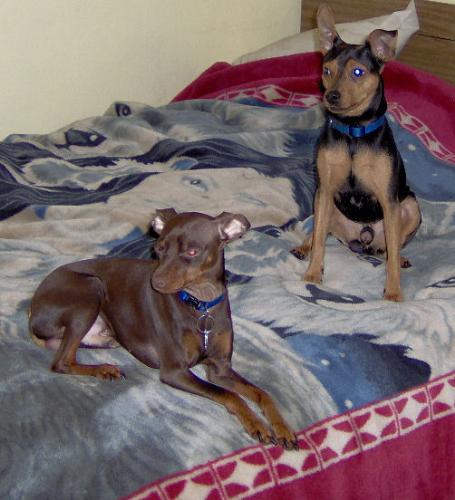 Chevy and Max - here is a picture of two of my mini pins. Both males. Chevy is the black/tan. he is two years old. Max is chocolate/rust and 1 and half yrs old