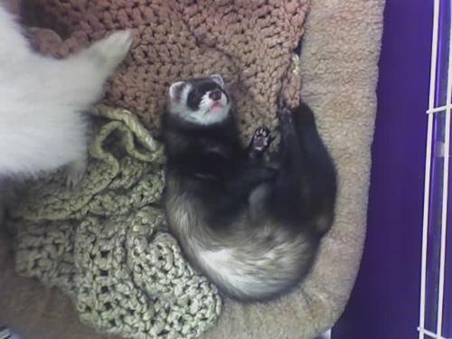 ferrets - our ferets sleeping.