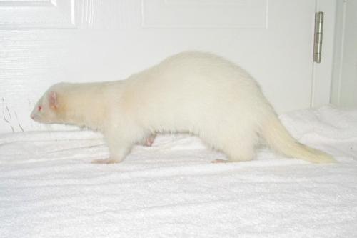 My white ferret - my white ferret, he is blind in one eye and deaf