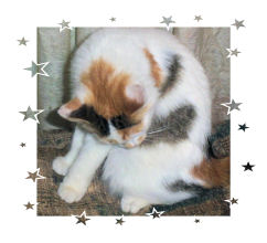 Iris my cat  - my cat Iris
