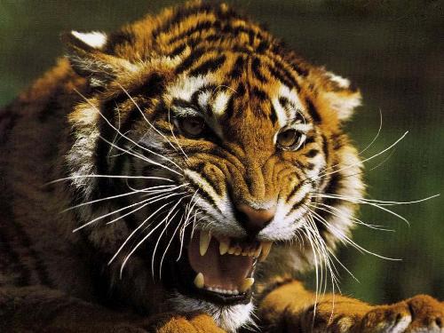 TIGER-THE COURAGE OF FOREST - tiger........the courage........