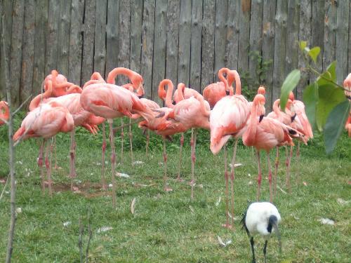 Think Warm Thoughts... - I just thought everyone would like to see a warm weather bird! I love flamingos! HAPPY HOLIDAYS!!