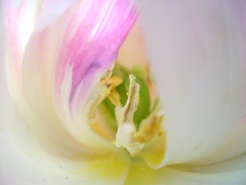 FLOWER1 - flower