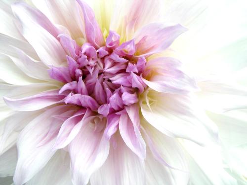 FLOWER2 - FLOWER