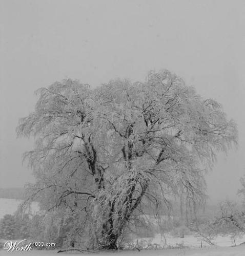Winter beauty - I never realized how much I would miss the snow until I moved down South.  Coming from The Berkshires, MA where December was a month for 30 degree weather and inches upon inches of snow, to Florida where it is still 80 in the afternoon.    I look back at pictures of snow covered trees and hilltops and actually miss that time of year.