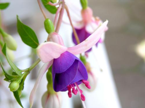 FLOWER3 - FLOWER