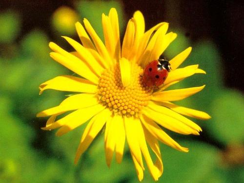 FLOWER4 - FLOWER