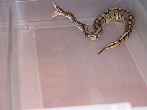 My ball python - My Ball Python, Scala.  Looks like she is striking at the air, but really she is adjusting her jaw after eating.