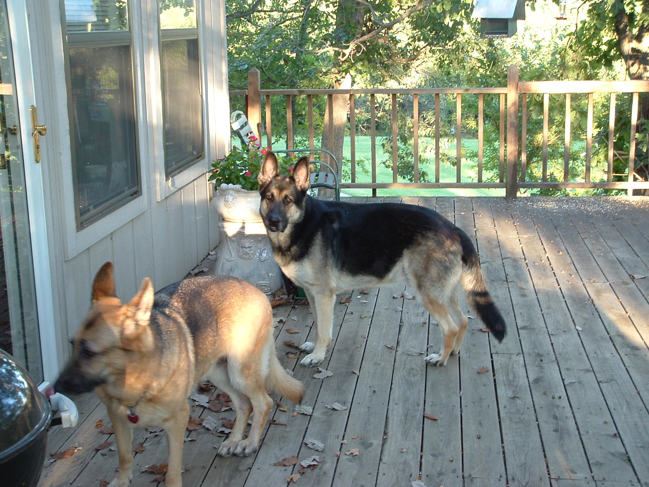German Shepards - Pic of my sister's two German shepards. The darker one is over 110 lbs.