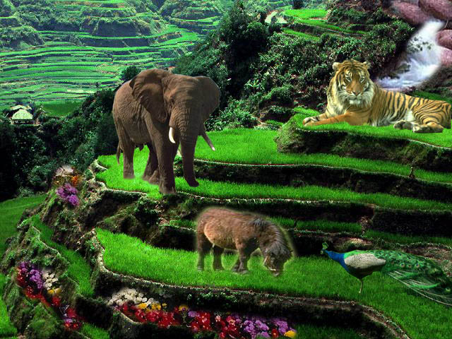 nature - Nature, its most beautiful creatures.
