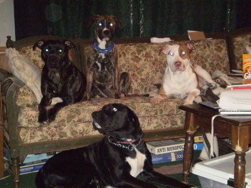 My dogs - Star, Bear, Denali & Spike in front.  These are my fur babies.