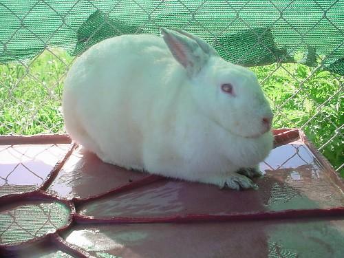 Luna - This is Luna.  She is a blind bunny who is currently in the care of WildRescue, the organization I work for.  Despite her handicap, Luna gets around quite well.