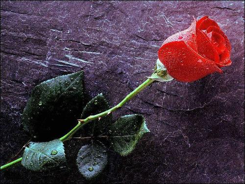 Red Rose - Lovely Red Rose. keep smiling& Have a nice day:)