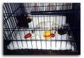 Crate train - Crate Train For Dog