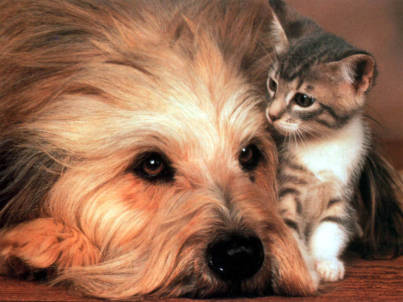 Cat and Dog