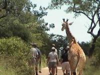 Guide with tourists followed by a young giraffe