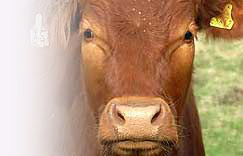 cow! - a poor cow that waits to be killed!!