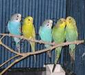 Parakeets - Different colored parakeets