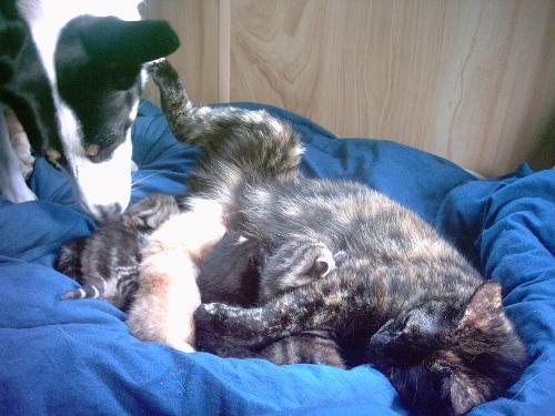 my pets - i uploaded the wrong photo a min ago. this is precous with her kittens. thats my dog jessie helping out cleaning and stuf