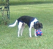 tug o war  - this is alan playing one of his favorite games tug ..