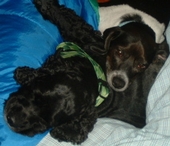 alan and leroy  - this is alan and his best pal leroy doing what they do best